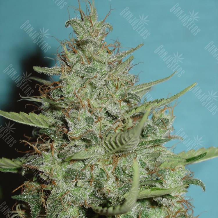 семена конопли в России Super Critical feminised Green House Seeds