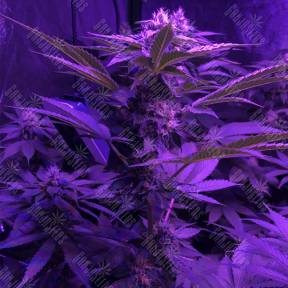 Bubba Kush 2.0 feminised Humboldt Seeds