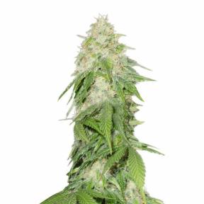 Some Sweet feminised Medical Seeds
