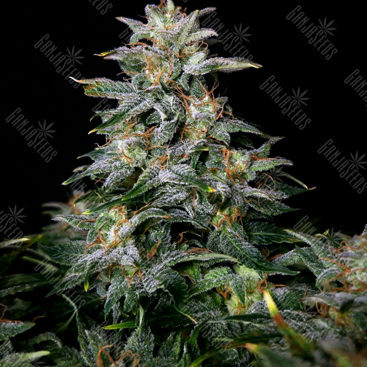 купить семена конопли Auto Lowryder #2 regular