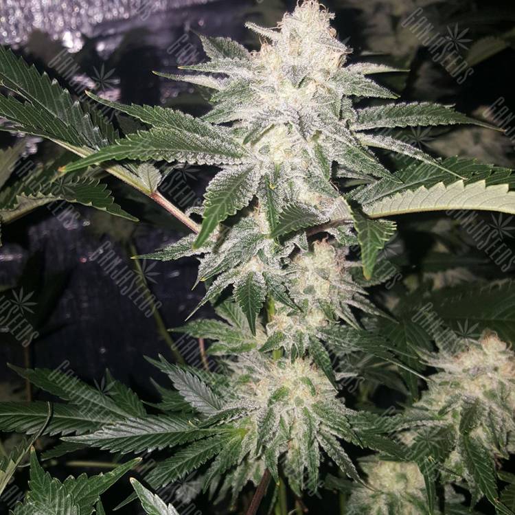 семена конопли для курения Chemdog feminised Green House Seeds