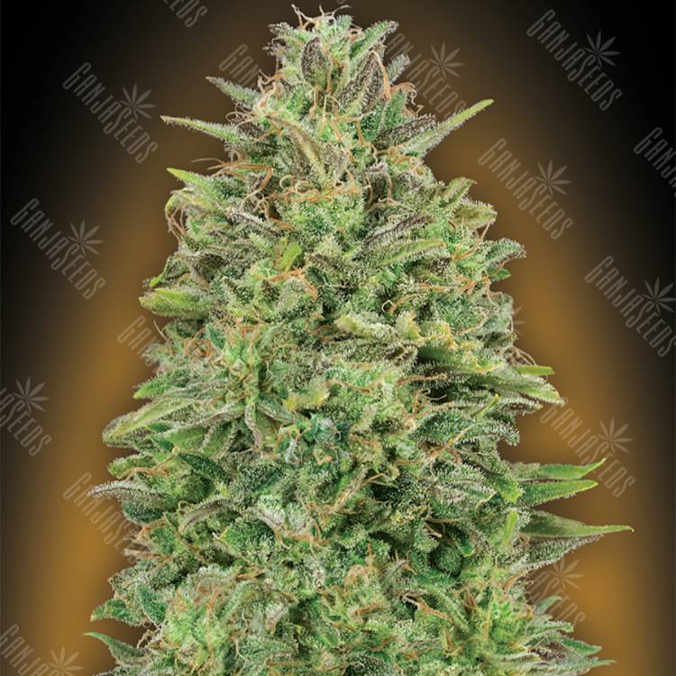семена конопли Россия 00 Skunk feminised 00 Seeds