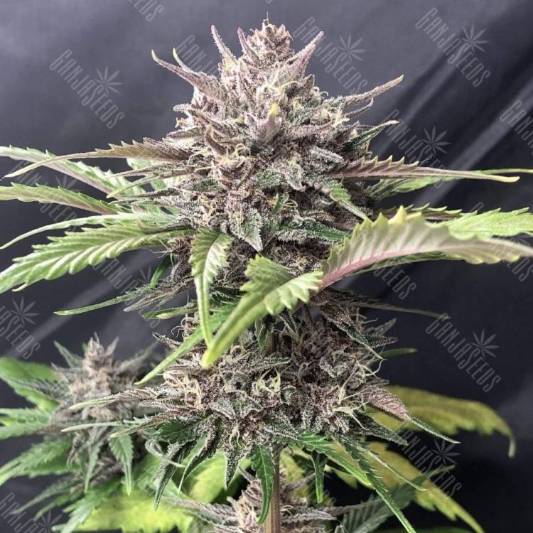 качественные семена конопли Auto Fast Bud #2 feminised