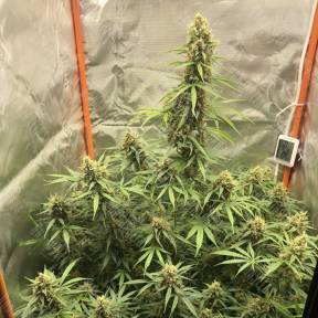 Auto Lemon Kix feminised Ganja Seeds