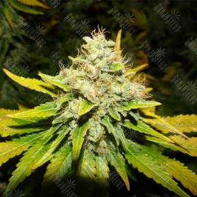 White Widow feminised Medical Seeds