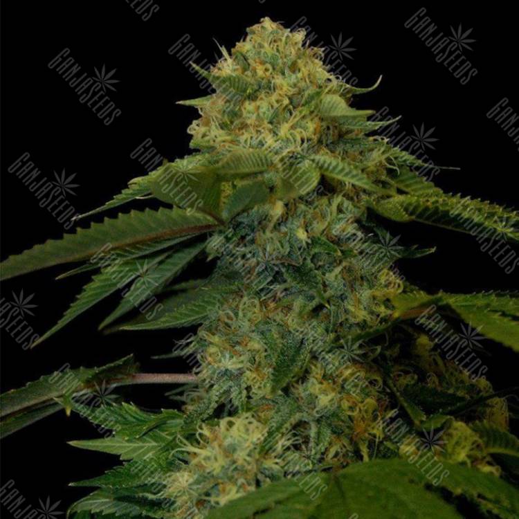 Семена Holy Grail feminised Ganja Seeds