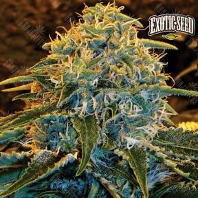 Z&Z feminised Exotic Seed