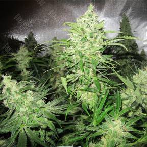 Y Griega feminised Medical Seeds