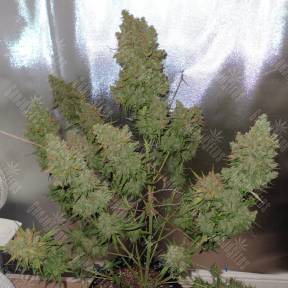 Auto Blueberry regular Ganja Seeds