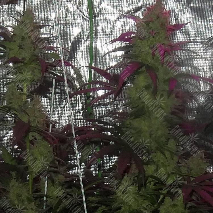 заказать семена конопли Auto S.A.D. (Sweet Afgani Delicious) feminised