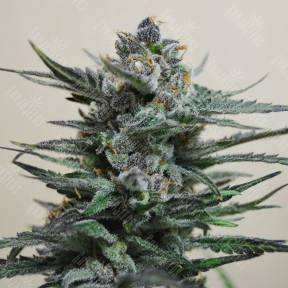 Auto Blue Acid regular Ganja Seeds
