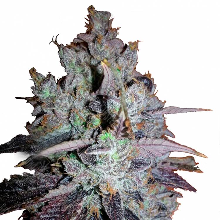 где заказать семена конопли Purple LA feminised DNA Genetics