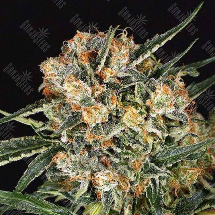 семена конопли элитных сортов Hippie Therapy CBD feminised Exotic Seed