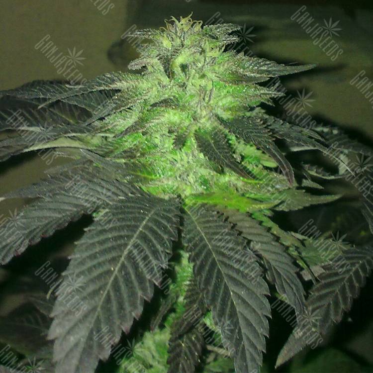 заказать на сайте семена конопли Durga Mata feminised Paradise Seeds
