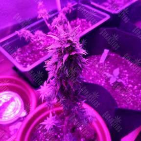 Auto AK 49 feminised GanjaLiveSeeds