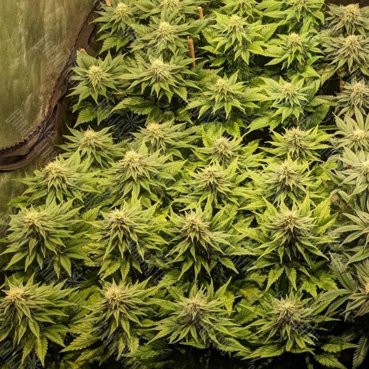 семена конопли в магазине CBD Compassion feminised