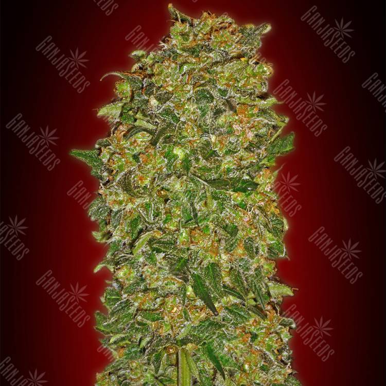 семена сортовой конопли Chocolate Kush feminised 00 Seeds