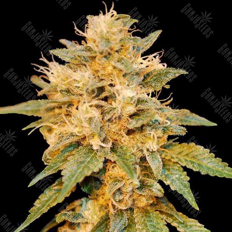 семена конопли наложенным платежом SnowLAnd feminised DNA Genetics