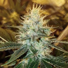 Dr Greenthumb's Em-Dog By B-Real feminised Humboldt Seeds