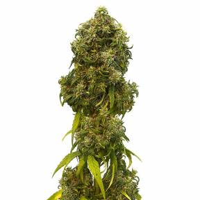 A.M.S. feminised Green House Seeds