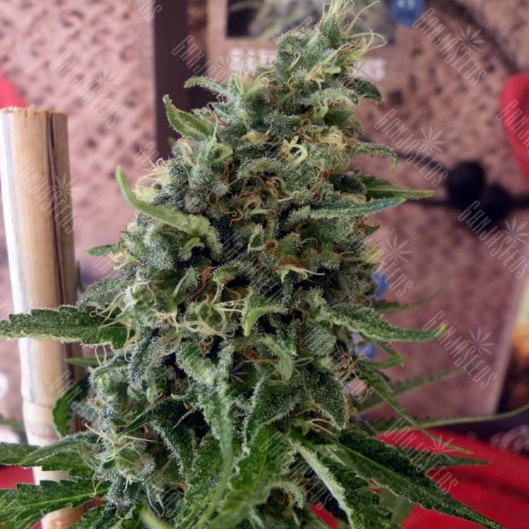 CBD Kush feminised Dutch Passion Seeds