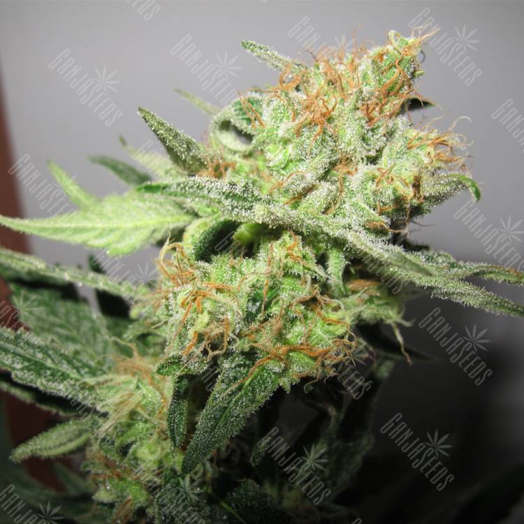 семена культурной конопли купить Y Griega CBD feminised Medical Seeds