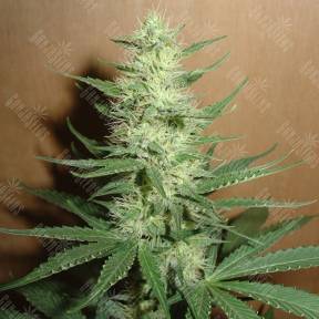 Auto Big Bud feminised GanjaLiveSeeds