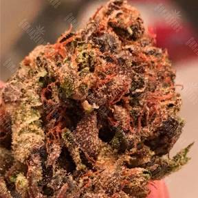 Bruce Banner feminised Ganja Seeds