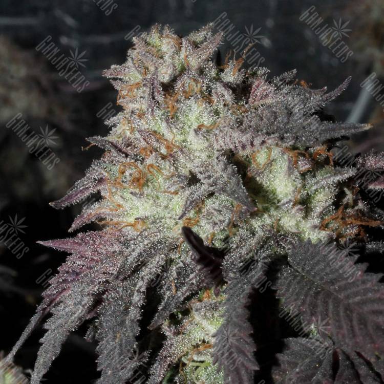 семена конопли скороспелый купить Bubba Kush feminised