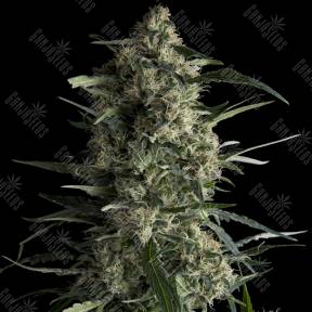 Galaxy feminised Pyramid Seeds