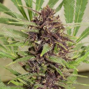 Freddy's Best feminised Ganja Seeds