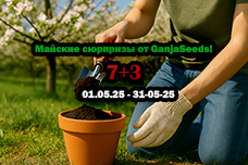 Майские сюрпризы от GanjaSeeds!